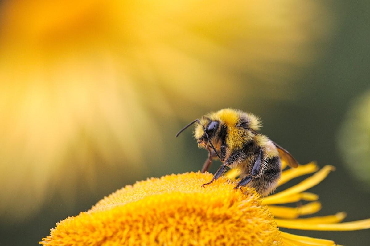 Beekeeping Basics on a Regenerative Farm