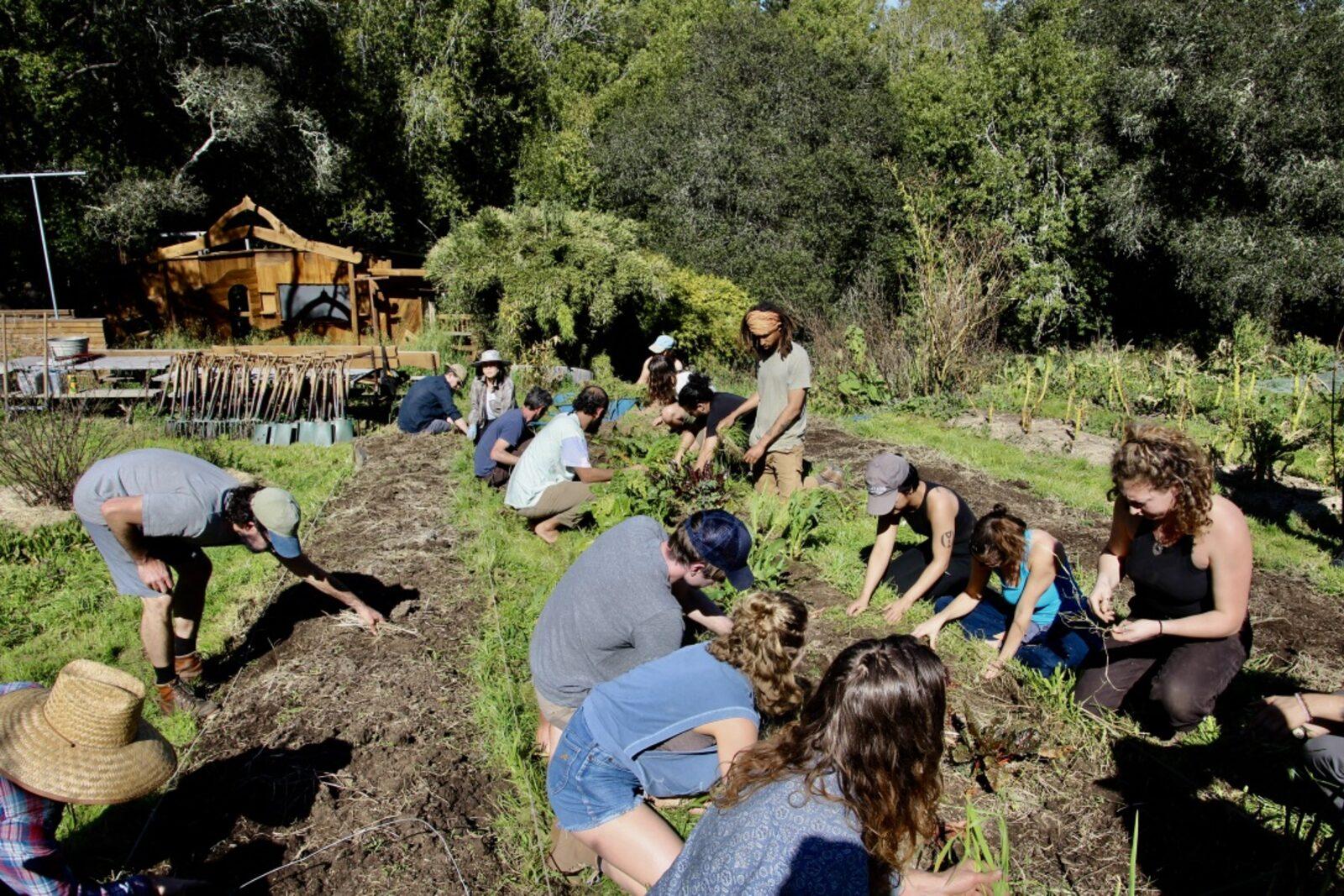 Food Forest Design Weekend